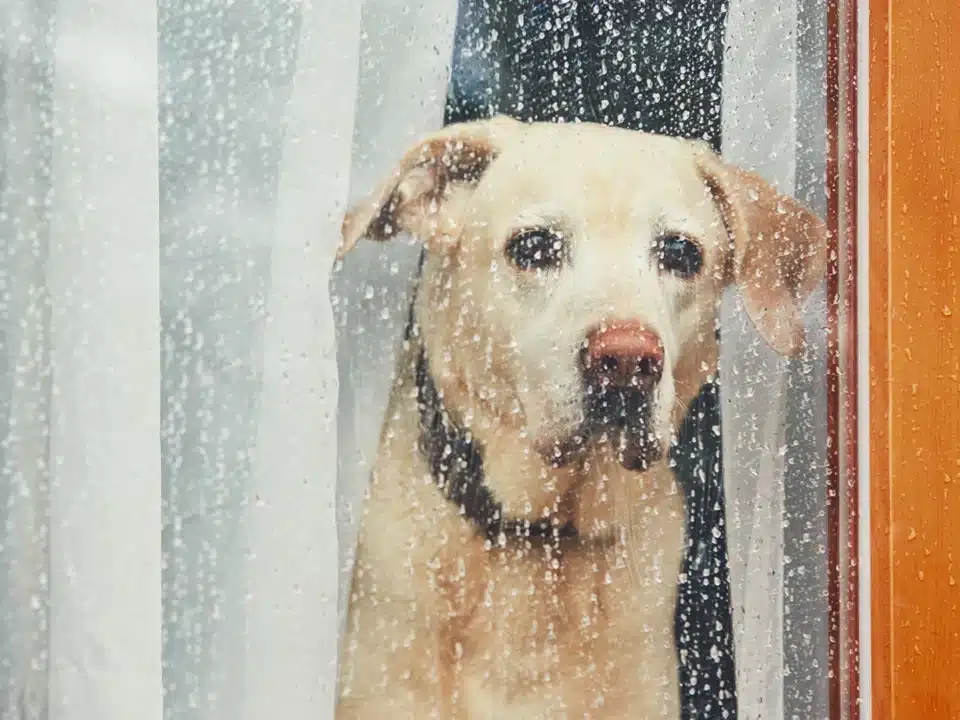 June 2024 Dog Rain 1016969386